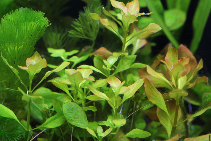 植栽から23日目（トリミングから10日目）